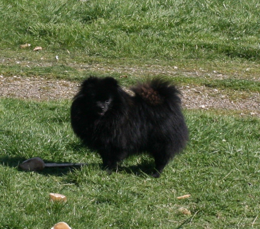 Madison n'ecureuil du Beauty Spitz