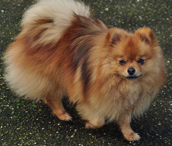 spitz petit
