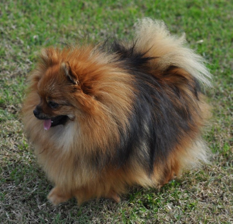 spitz nain 