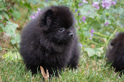 CHIOT 1