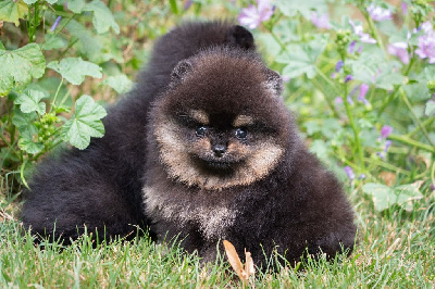 CHIOT 2